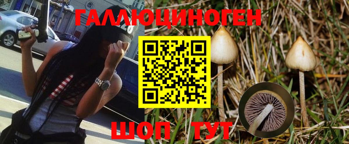 Псилоцибиновые грибы Psilocybe Холмск